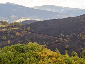 Vista de una zona calcinada por el incendio que afectó a Os Ancares Vista de una zona calcinada por el incendio que afectó a Os Ancares