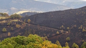 Vista de una zona calcinada por el incendio que afectó a Os Ancares