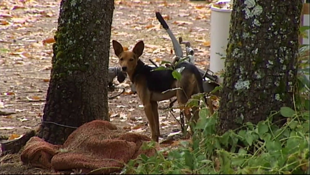 Encuentran arropada por su perro a una niña de 2 años tras nueve horas desaparecida en Ávila