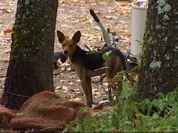 Encuentran arropada por su perro a una niña de 2 años tras nueve horas desaparecida en Ávila