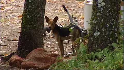 Encuentran arropada por su perro a una niña de 2 años tras nueve horas desaparecida en Ávila Encuentran arropada por su perro a una niña de 2 años tras nueve horas desaparecida en Ávila