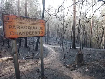 La carta de desesperación de un policía que trabajó en el incendio de Galicia La carta de desesperación de un policía que trabajó en el incendio de Galicia