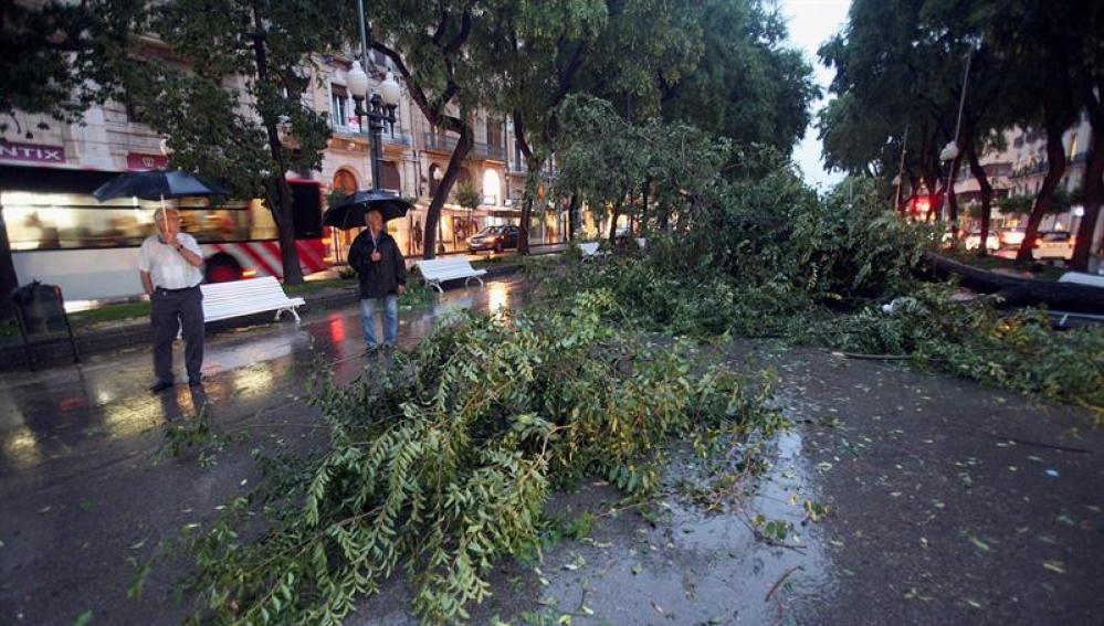 Un árbol caído en la Rambla Nova de Tarragona a causa de la fuerte tormenta