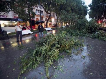 Un árbol caído en la Rambla Nova de Tarragona a causa de la fuerte tormenta