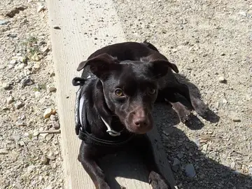 Un perro en el campo Un perro en el campo