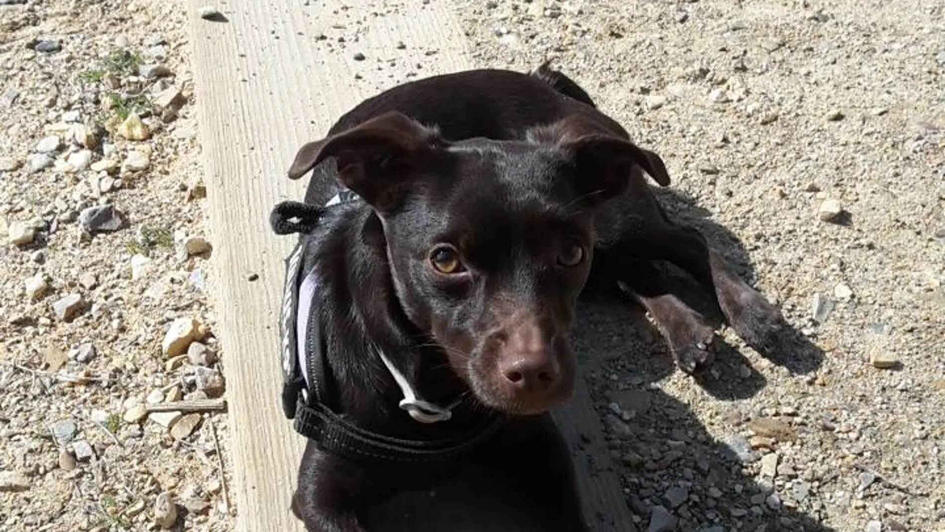 Un perro en el campo Un perro en el campo