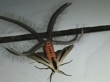 Facebook: El espeluznante y misterioso insecto encontrado en Indonesia Facebook: El espeluznante y misterioso insecto encontrado en Indonesia