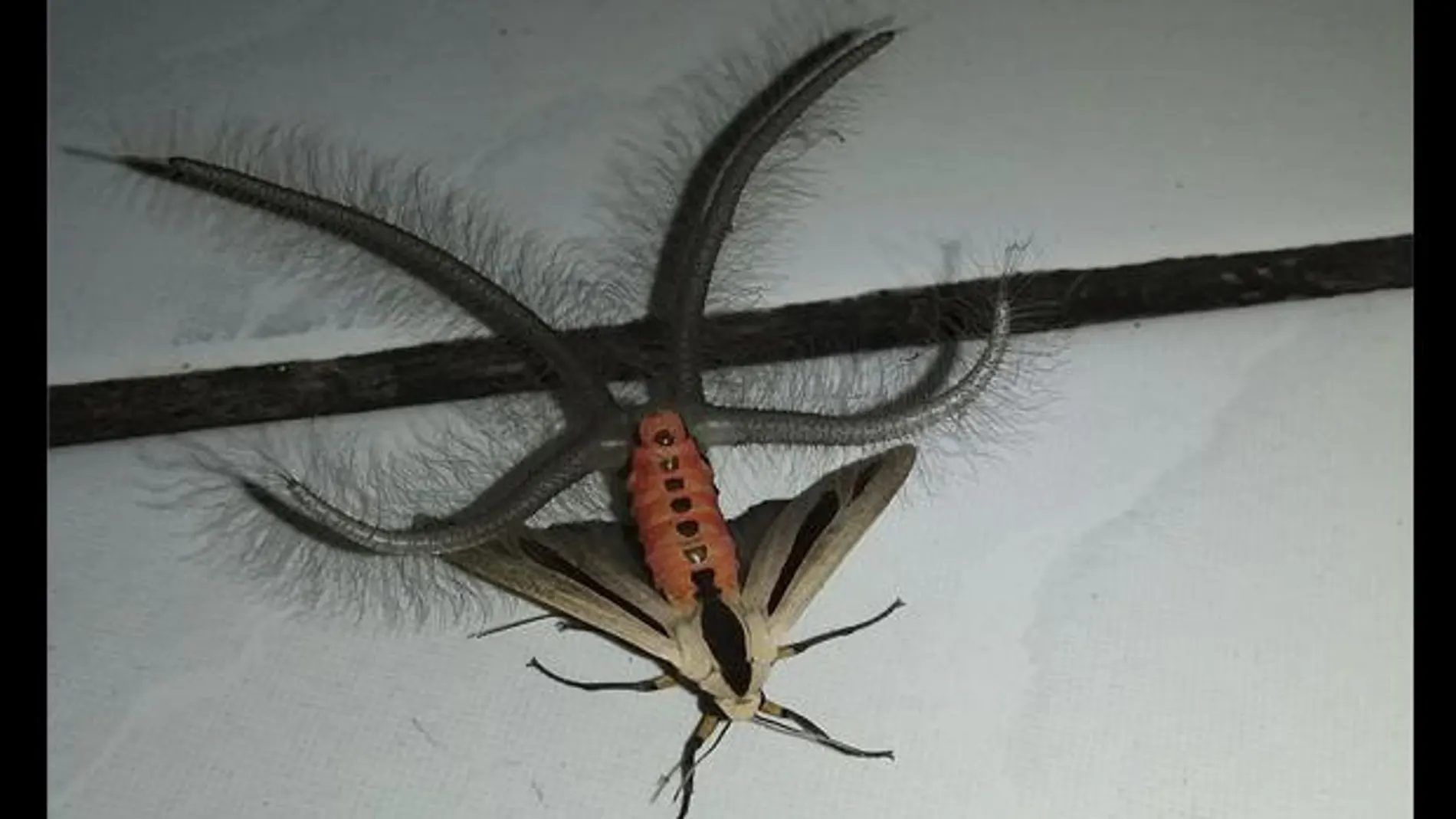 Facebook: El espeluznante y misterioso insecto encontrado en Indonesia Facebook: El espeluznante y misterioso insecto encontrado en Indonesia