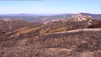 Los ganaderos en Galicia piden donaciones para poder alimentar al ganado tras quedarse sin pasto a causa de los incendios 