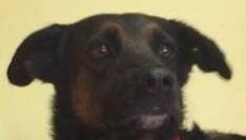 Yogi, el perro que murió en un incendio tras salvarse de los huracanes