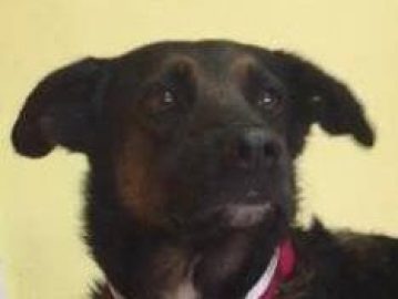 Yogi, el perro que murió en un incendio tras salvarse de los huracanes