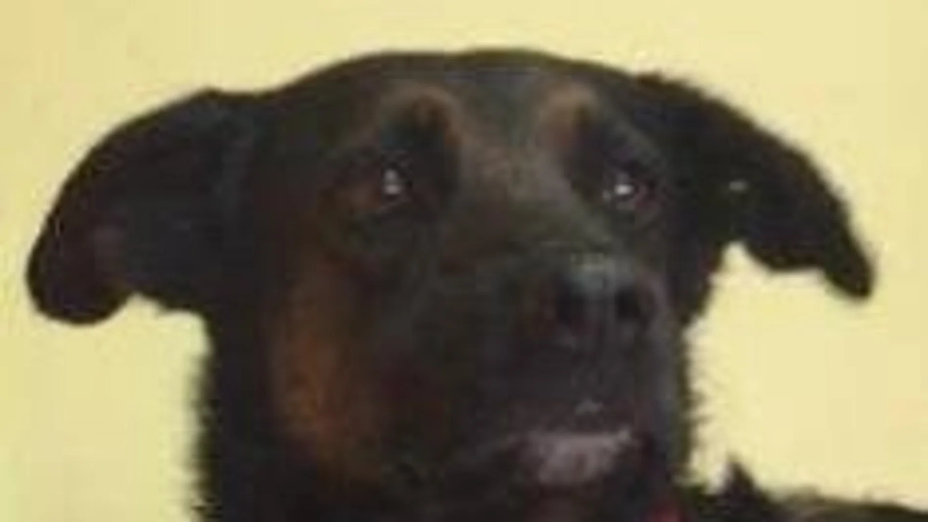 Yogi, el perro que murió en un incendio tras salvarse de los huracanes Yogi, el perro que murió en un incendio tras salvarse de los huracanes