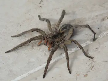 Araña Araña