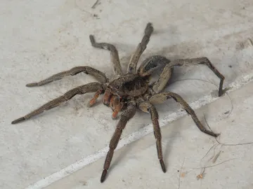 Araña Araña