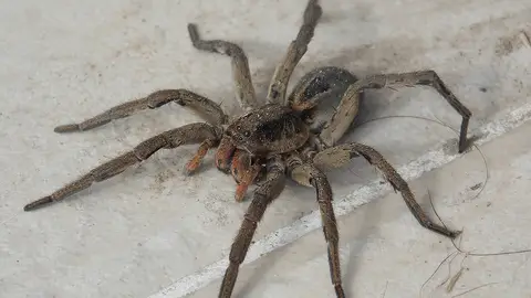 Araña Araña