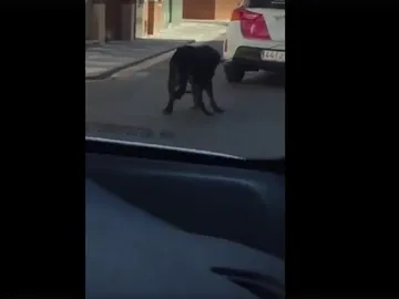 El perro arrastrado por el coche patrulla El perro arrastrado por el coche patrulla