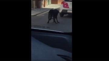 El perro arrastrado por el coche patrulla