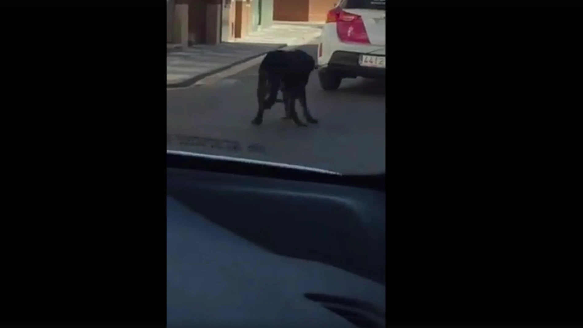 El perro arrastrado por el coche patrulla El perro arrastrado por el coche patrulla