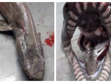 Ejemplar de tiburón serpiente encontrado en El Algarve