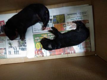 Los cachorros encontrados en un contenedor en Martos