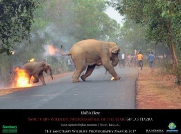 La trágica imagen de un elefante en llamas gana un concurso de fotografía