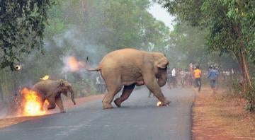 La trágica imagen de un elefante en llamas gana un concurso de fotografía