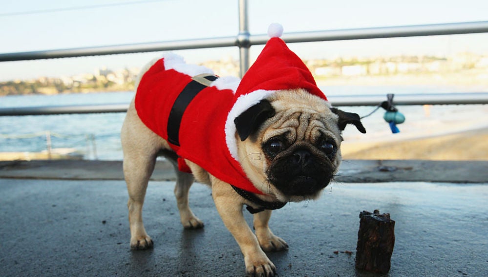 Un perro carlino con un disfraz de Papá Noel