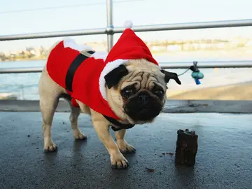 Un perro carlino con un disfraz de Papá Noel Un perro carlino con un disfraz de Papá Noel