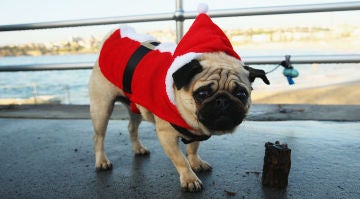Un perro carlino con un disfraz de Papá Noel