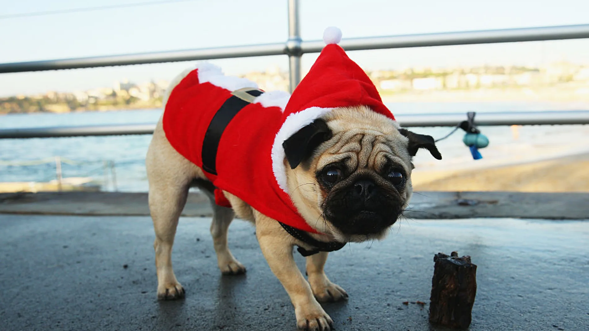 Un perro carlino con un disfraz de Papá Noel Un perro carlino con un disfraz de Papá Noel