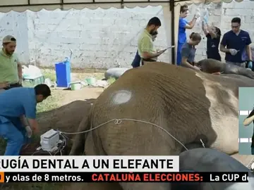 elefante elefante