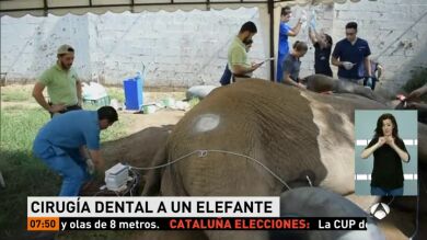 Operan a un elefante de cinco toneladas que sufría una infección en un colmillo