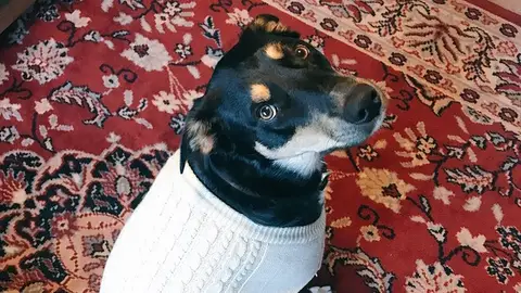 Sully, el perro que finge tos VIRAL