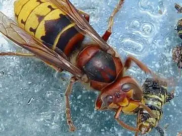 avispa asiatica avispa asiatica