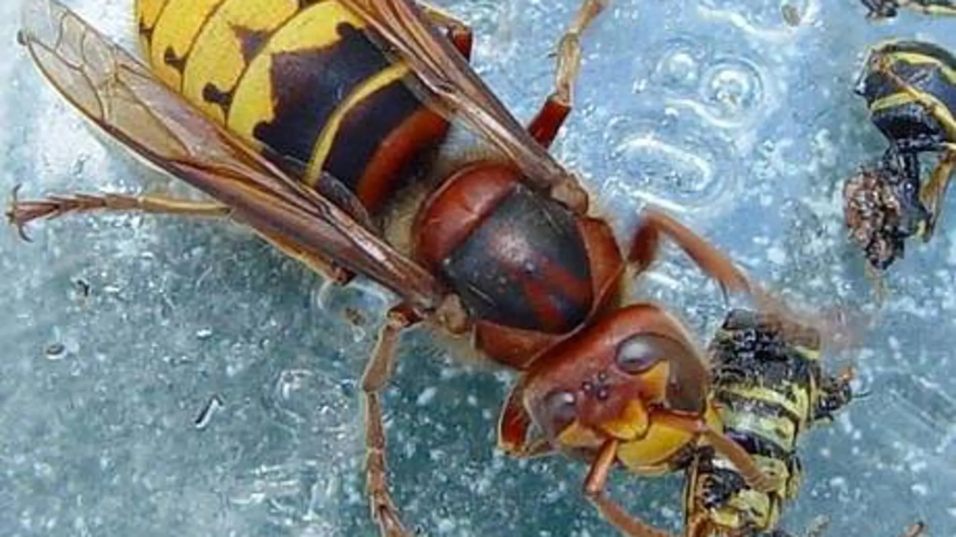 avispa asiatica avispa asiatica