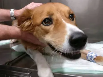 Maya, la perra que murió envenenada Maya, la perra que murió envenenada