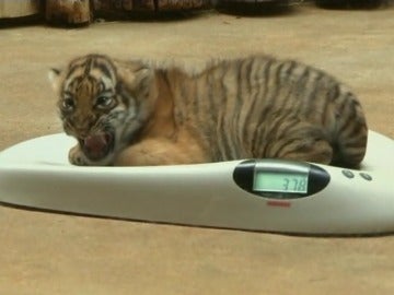 Nacen dos tigres malayos en un zoológico de Praga