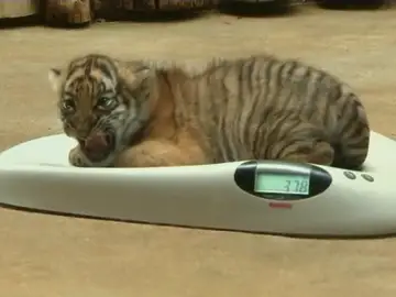 Nacen dos tigres malayos en un zoológico de Praga Nacen dos tigres malayos en un zoológico de Praga