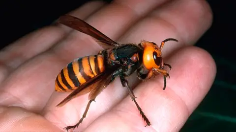 Avispa asiática o avispa velutina Avispa asiática o avispa velutina