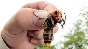 avispa asiatica 