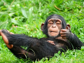 El cerebro es lo que mas diferencia a los humanos del resto de primates El cerebro es lo que mas diferencia a los humanos del resto de primates