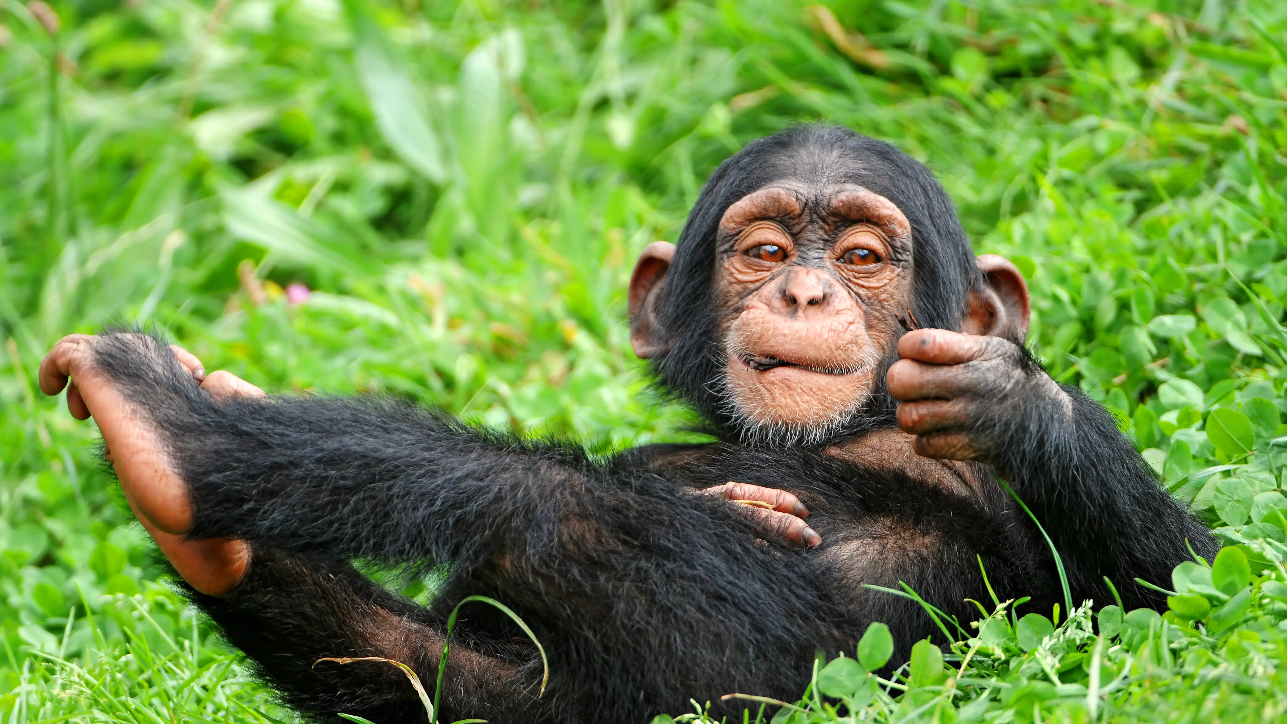 El cerebro es lo que mas diferencia a los humanos del resto de primates El cerebro es lo que mas diferencia a los humanos del resto de primates