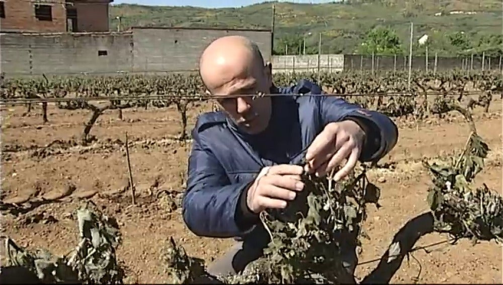 La producción de uva bajará este año un 20%, lo que repercutirá en un encarecimiento del vino