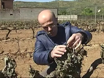 La producción de uva bajará este año un 20%, lo que repercutirá en un encarecimiento del vino La producción de uva bajará este año un 20%, lo que repercutirá en un encarecimiento del vino