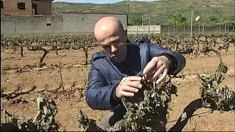 La producción de uva bajará este año un 20%, lo que repercutirá en un encarecimiento del vino La producción de uva bajará este año un 20%, lo que repercutirá en un encarecimiento del vino
