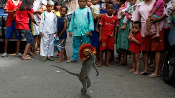 Monos esclavos en Indonesia