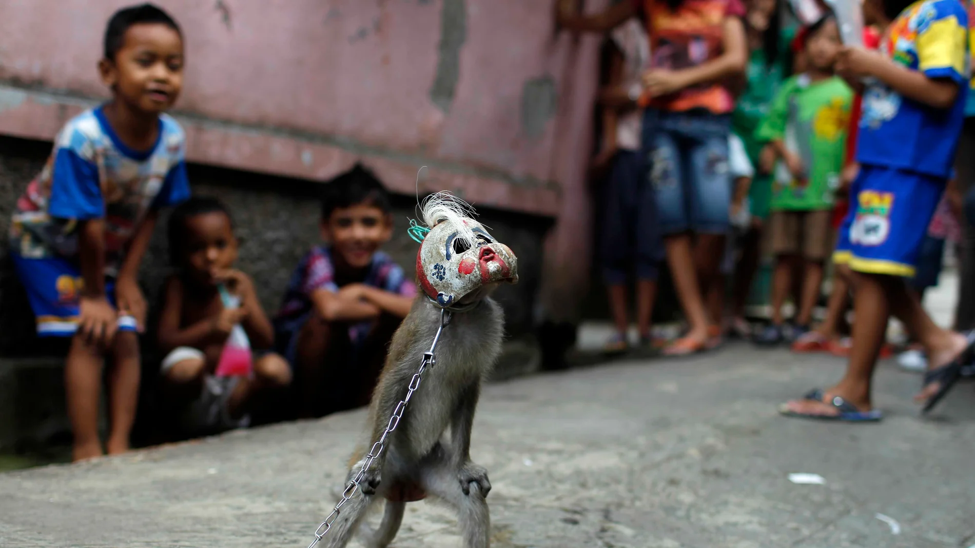 Monos esclavos en Indonesia Monos esclavos en Indonesia