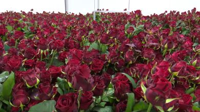 La 'mejor rosa del mundo' está en un pueblo de Soria