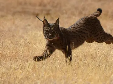 Ejemplar de lince ibérico Ejemplar de lince ibérico