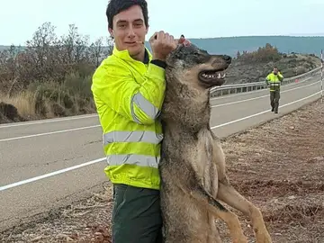 Un retén de incendios atropella a un lobo ibérico y se regocija en redes sociales Un retén de incendios atropella a un lobo ibérico y se regocija en redes sociales